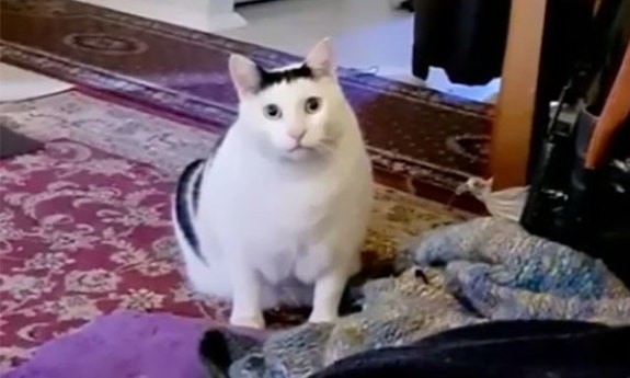 Create meme: cat fat, the fat cat from the meme, the cat from memes