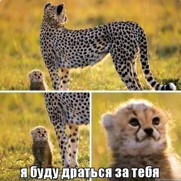 Create meme: cheetah is small, cheetah female, European cheetah