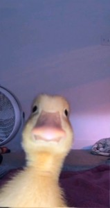Create meme: duck, animal, funny duck
