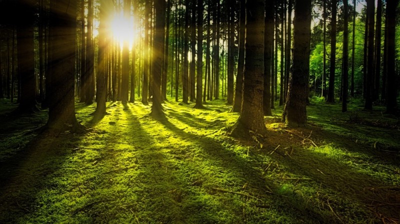 Create meme: light in the forest, nature forest , beautiful forest