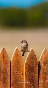 Создать мем: near bird прикольные картинки, комикс про птиц фотограф, воробьи на заборе