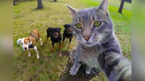 Создать мем: селфи кота с собаками приколы, котики смешные, селфи кота с собаками