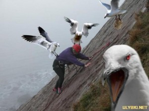 Create meme: interesting, bird, Seagull