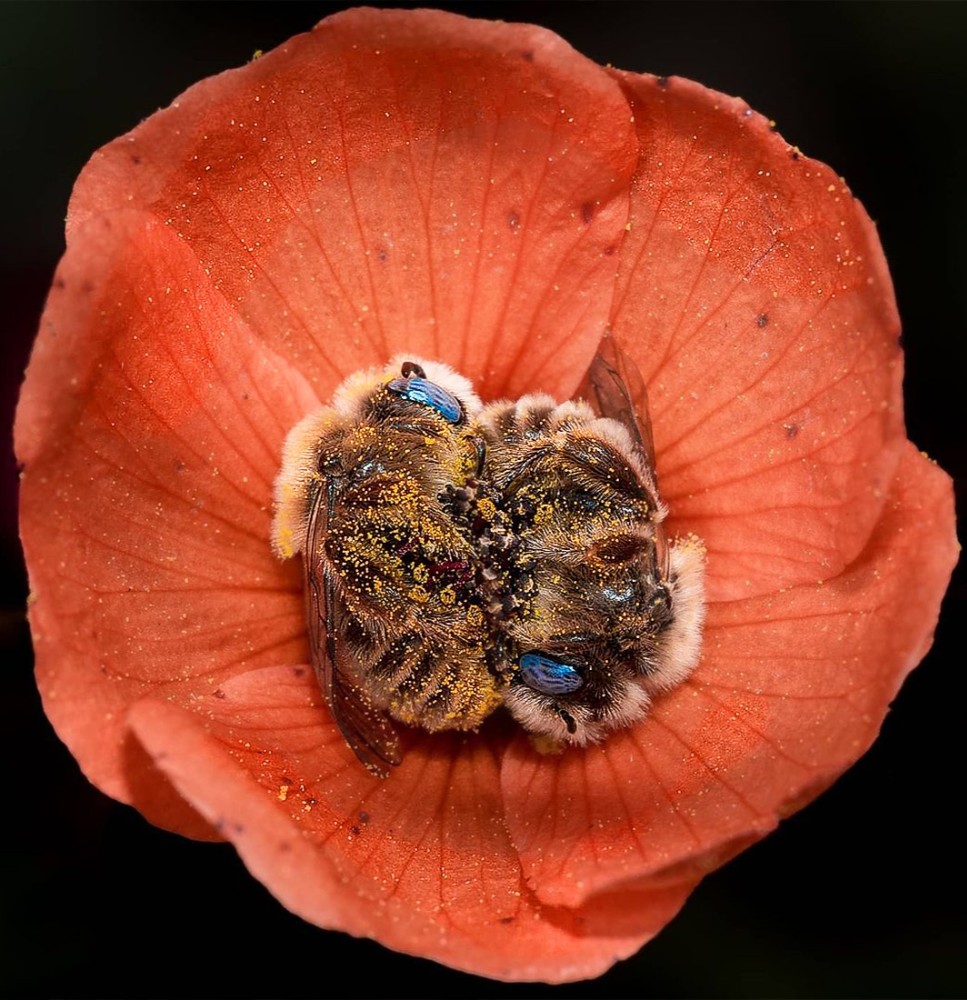 Create meme: A bee sleeps in a flower, Joe Neal the bees, A bee in a flower