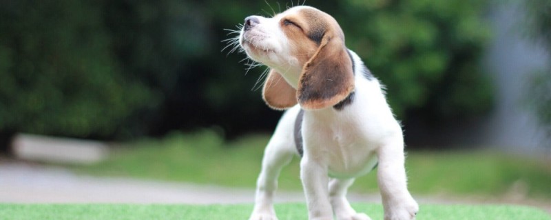 Create meme: dog breed Beagle, breed Beagle, Beagle dog