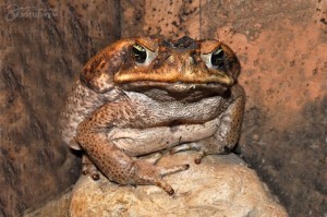 Создать мем: настоящие жабы, большая жаба, ядовитая жаба