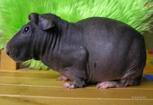 Create meme: bald Guinea pig, Guinea pig skinny