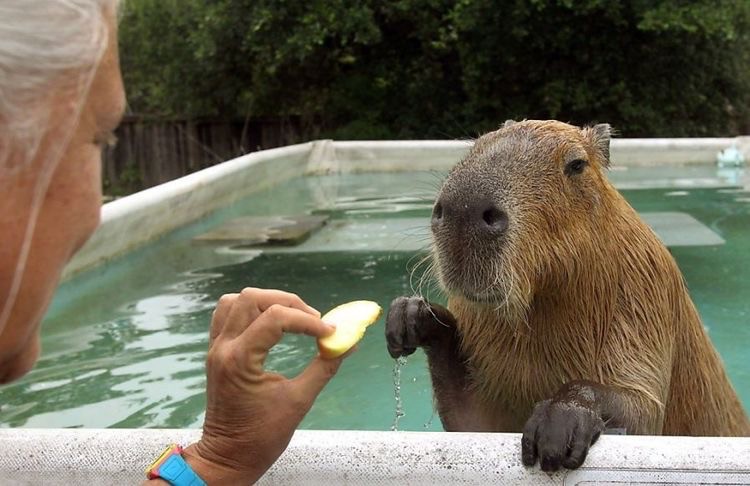 Create meme: the capybara , the capybara man, capybara animal