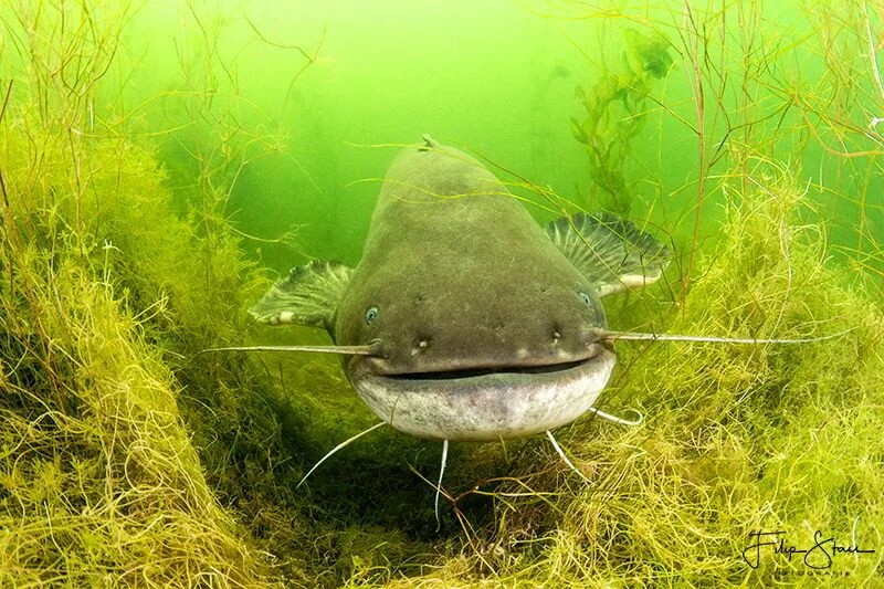 Create meme: catfish bullet, common catfish silurus glanis), catfish silurus glanis