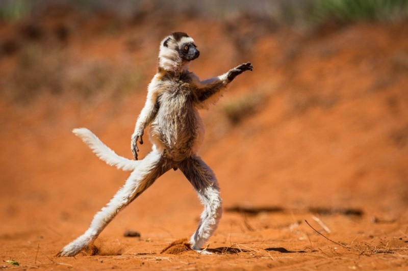 Create meme: lemur sifaka dancer, funny animals , lemur is funny