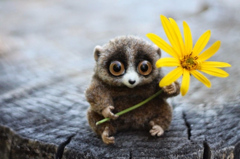 Create meme: cute lemurs, Lemur loris long-tailed, limur lori