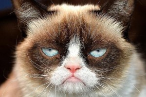 Создать мем: grumpy cat christmas, грустный кот, Grumpy Cat