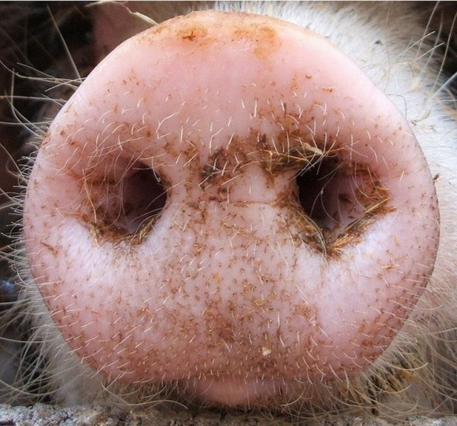 Create meme: the pig's face, pig's nose, pigs