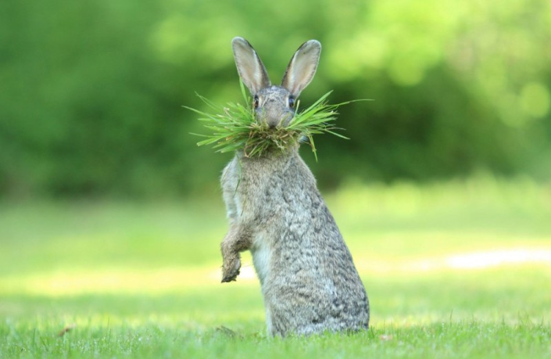Create meme: the hare in the field, rabbit , wild rabbit