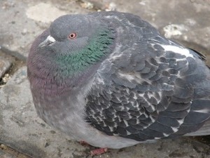 Создать мем: pigeon, самка голубя, жирный голубь
