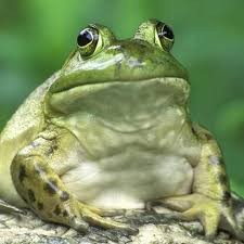 Create meme: toad frog, frog or toad, frogs