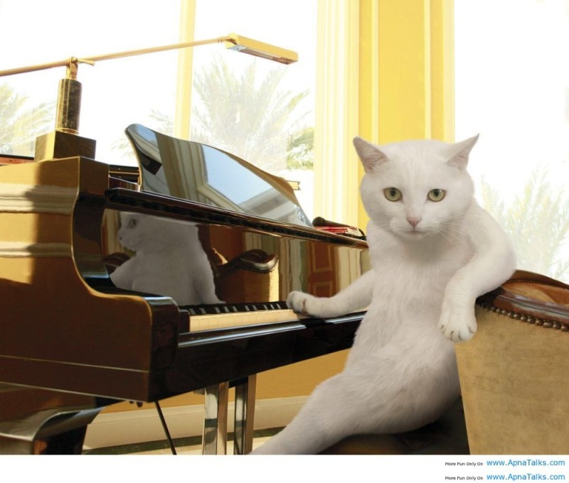 Create meme: cat on piano, cat pianist, cat on the piano