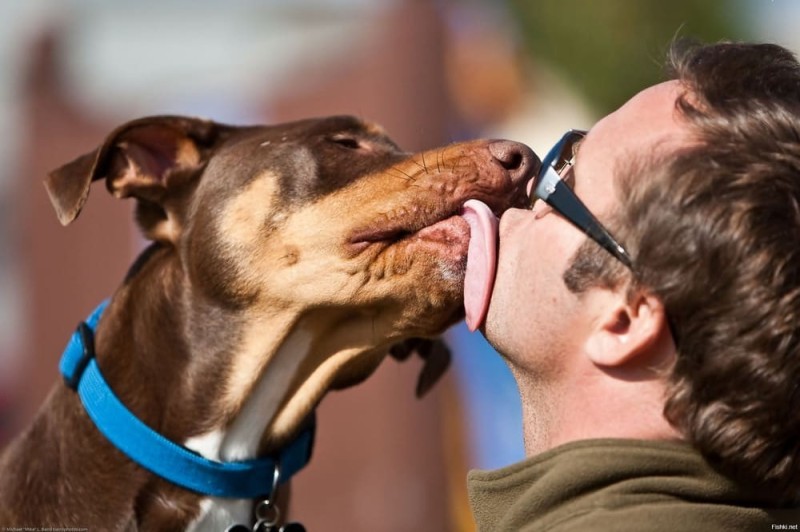 Create meme: dog licks man, dog licks, dog 