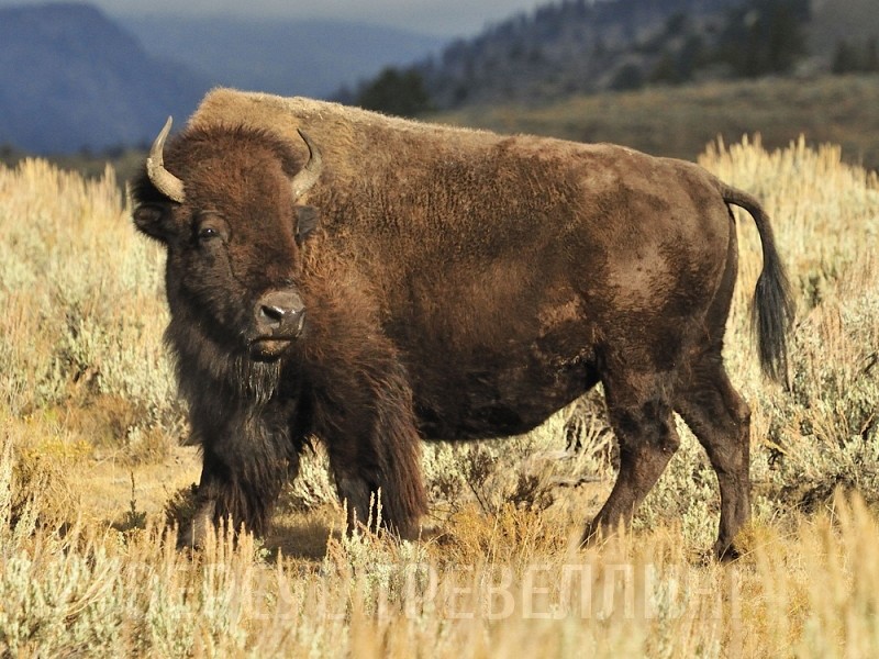 Create meme: american bison, bison, bison and bison