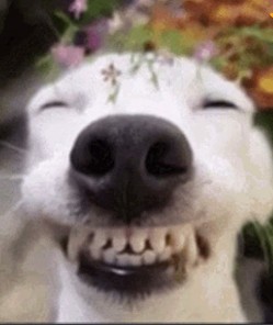 Create meme: the dog is smiling, dog Ulybka, happy dog