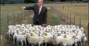 Create meme: sheep, flock of sheep