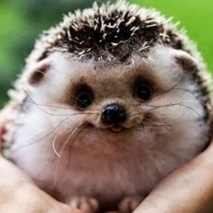 Create meme: jozhik, hedgehogs, animals