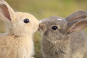 Создать мем: зайчонок, животные кролики, кролики целуются