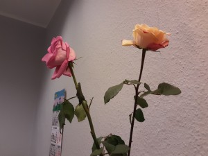 Создать мем: роза нежно, декоративная роза, искусственные розы голландские