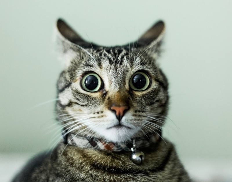 Create meme: cat , cat , cat surprised