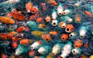 Создать мем: карпы кои, koi fish, Рыбы
