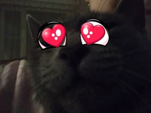 Создать мем: кошка, любимый котик, кот с сердечком на мордочке