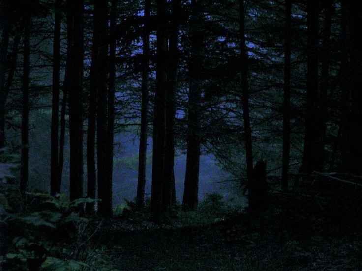 Create meme: forest background at night, dark forest dense forest, in the forest at night