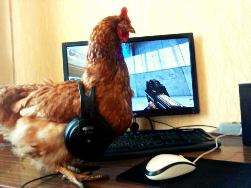 Create meme: chicken , chicken at the computer, chicken and computer