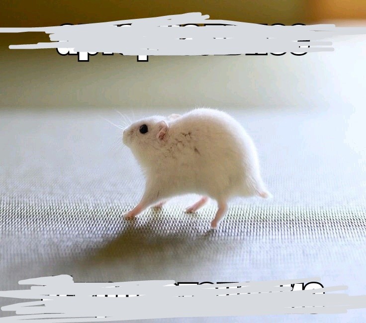 Create meme: jungarik white, jungarik white hamster, dzungarian hamster white