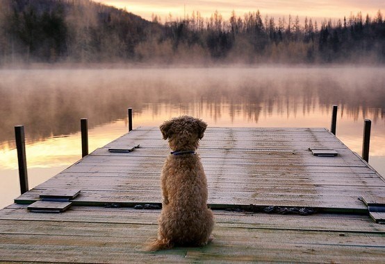 Create meme: alone, I want to be alone, A dog on the lake