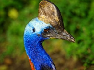 Create meme: bird, cassowary, common cassowary