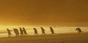Создать мем: пингвины в австралии, австралия пингвины на острове, африканские пингвины
