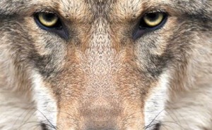Создать мем: Wolf Eyes, волк красивый, глаза волка