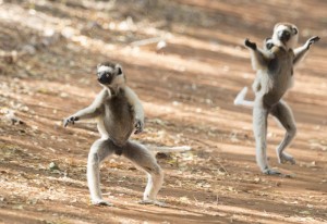 Create meme: lemur sifaka