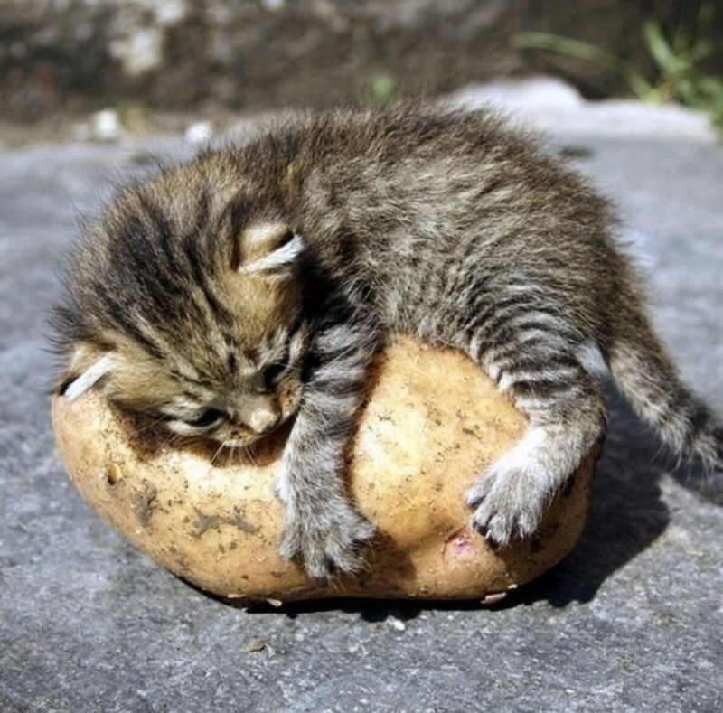 Create meme: cat potato, cat , kiwi cat