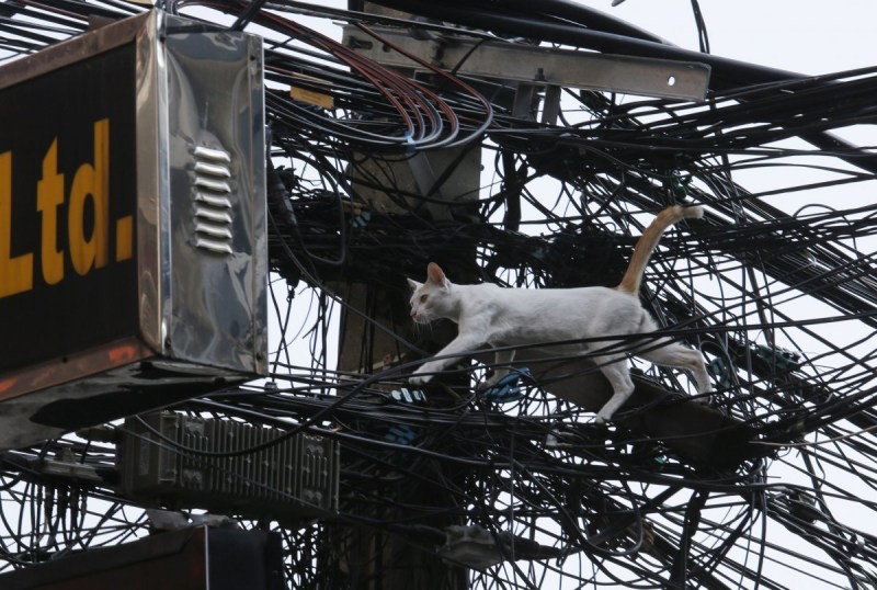 Создать мем: кот электрик, кот лезет на столб, кот грызет провода