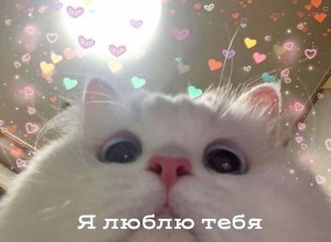 Create meme: cat, cat, animals cute