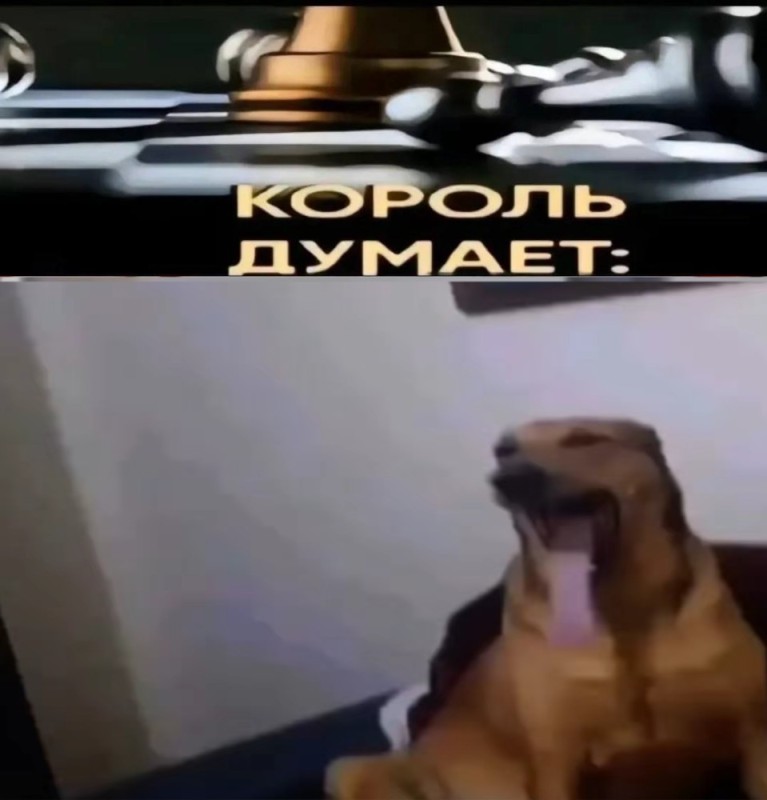 Create meme: The dog is the king, screenshot , dog Dachshund