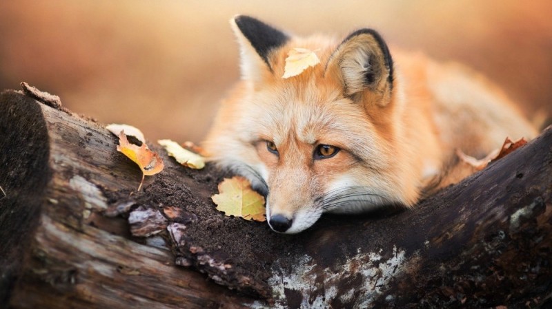 Create meme: Autumn fox, Animals fall, beautiful Fox