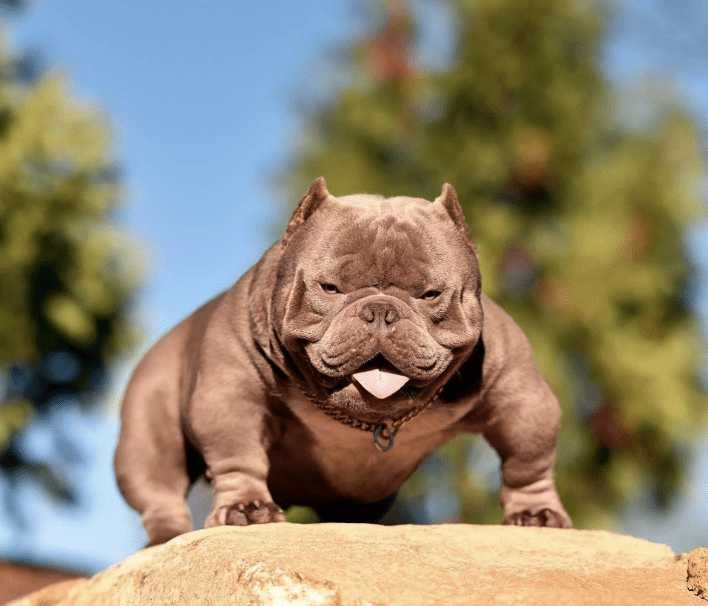 Create meme: American bully, bully breed, bully american bully