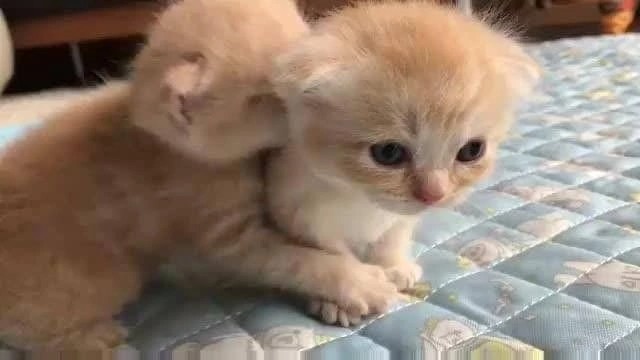 Create meme: Scottish fold cat, kitties , cute kittens