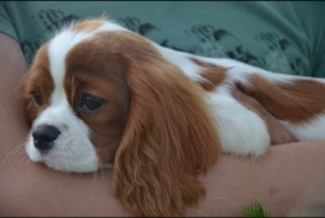 Create meme: cavalier, puppy, king Charles