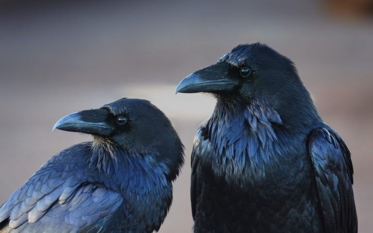 Create meme: corvus corax bird, blue jackdaw bird, bird 