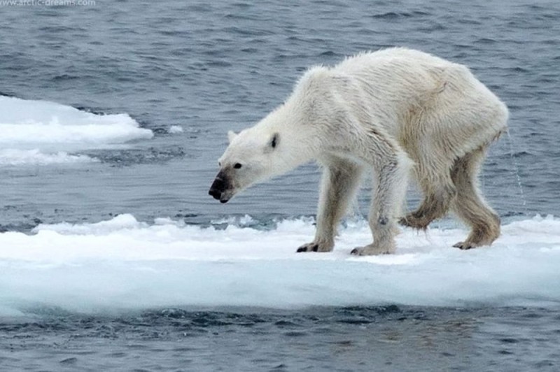 Create meme: der eisbär – The polar bear, polar bear global warming, A thin polar bear