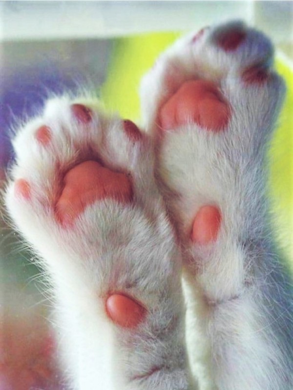 Create meme: cat paw, cat's front paws, cat paws